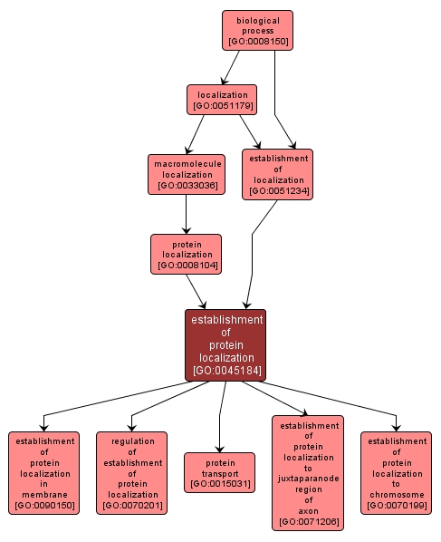 GO:0045184 - establishment of protein localization (interactive image map)