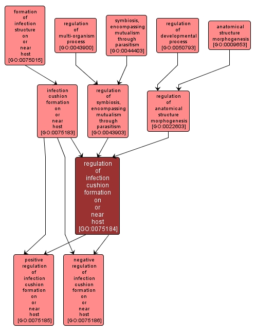 GO:0075184 - regulation of infection cushion formation on or near host (interactive image map)