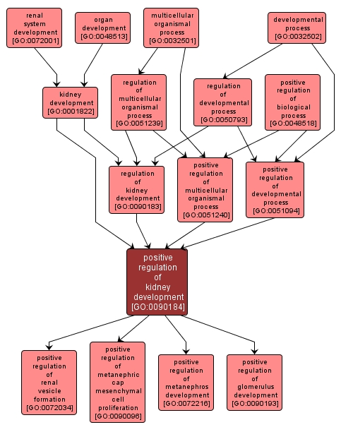 GO:0090184 - positive regulation of kidney development (interactive image map)