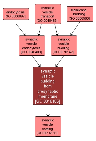 GO:0016185 - synaptic vesicle budding from presynaptic membrane (interactive image map)