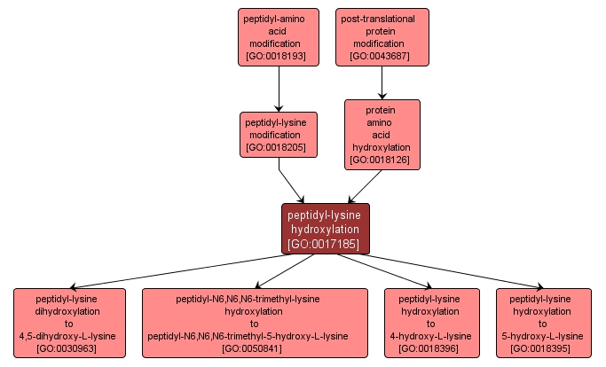GO:0017185 - peptidyl-lysine hydroxylation (interactive image map)