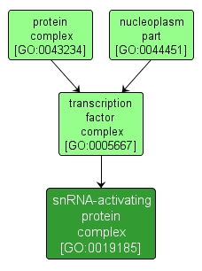 GO:0019185 - snRNA-activating protein complex (interactive image map)