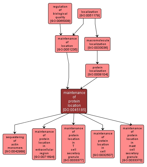 GO:0045185 - maintenance of protein location (interactive image map)