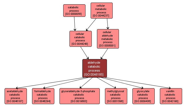 GO:0046185 - aldehyde catabolic process (interactive image map)