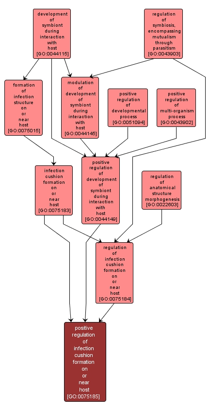 GO:0075185 - positive regulation of infection cushion formation on or near host (interactive image map)