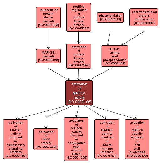 GO:0000186 - activation of MAPKK activity (interactive image map)