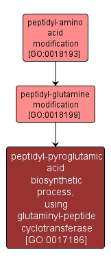 GO:0017186 - peptidyl-pyroglutamic acid biosynthetic process, using glutaminyl-peptide cyclotransferase (interactive image map)