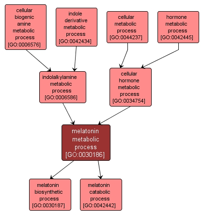 GO:0030186 - melatonin metabolic process (interactive image map)