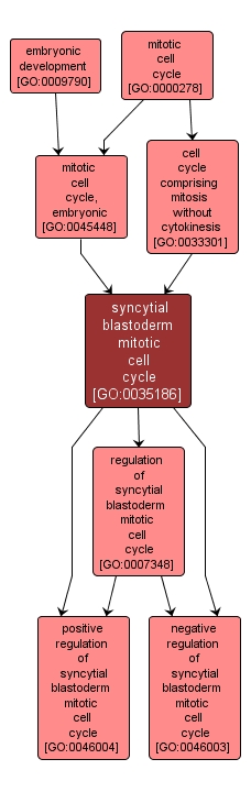 GO:0035186 - syncytial blastoderm mitotic cell cycle (interactive image map)