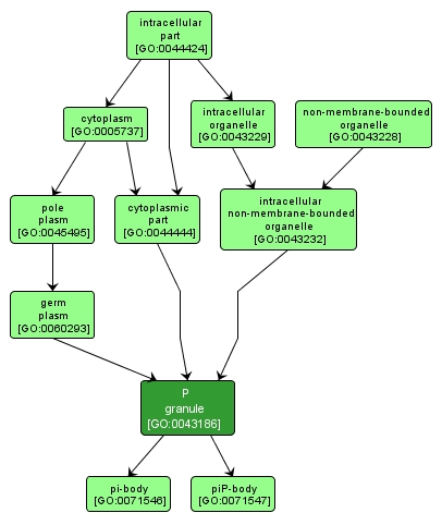 GO:0043186 - P granule (interactive image map)