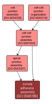 GO:0045186 - zonula adherens assembly (interactive image map)