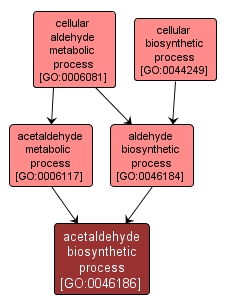 GO:0046186 - acetaldehyde biosynthetic process (interactive image map)