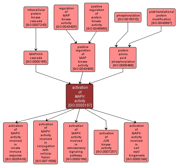 GO:0000187 - activation of MAPK activity (interactive image map)