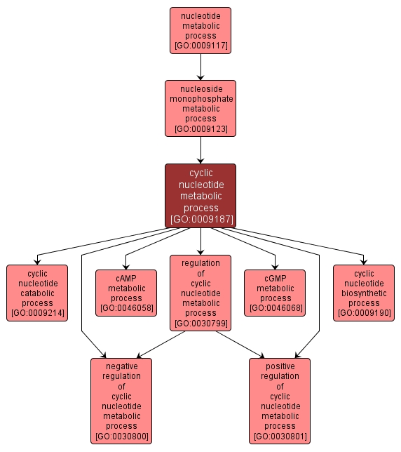 GO:0009187 - cyclic nucleotide metabolic process (interactive image map)