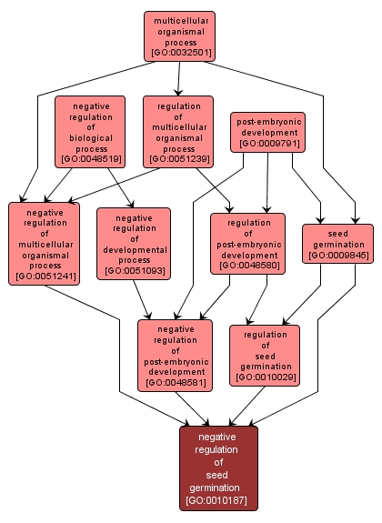 GO:0010187 - negative regulation of seed germination (interactive image map)