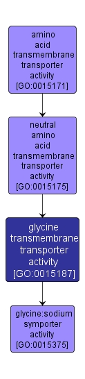GO:0015187 - glycine transmembrane transporter activity (interactive image map)