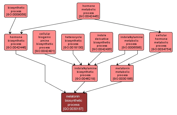 GO:0030187 - melatonin biosynthetic process (interactive image map)