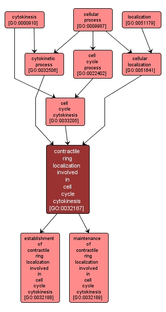 GO:0032187 - contractile ring localization involved in cell cycle cytokinesis (interactive image map)