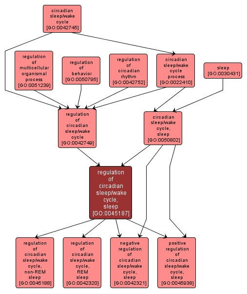 GO:0045187 - regulation of circadian sleep/wake cycle, sleep (interactive image map)