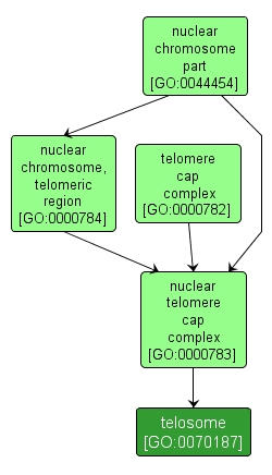 GO:0070187 - telosome (interactive image map)