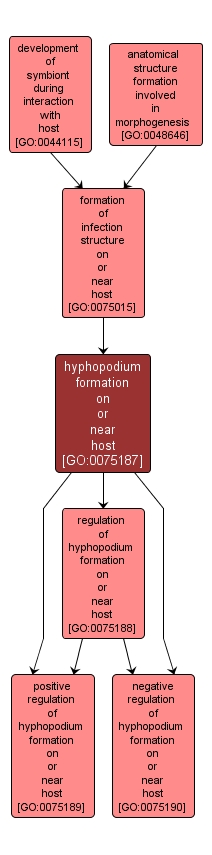 GO:0075187 - hyphopodium formation on or near host (interactive image map)