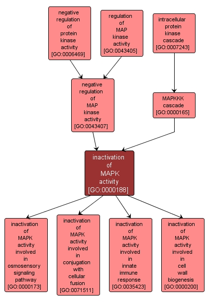 GO:0000188 - inactivation of MAPK activity (interactive image map)