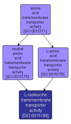 GO:0015188 - L-isoleucine transmembrane transporter activity (interactive image map)