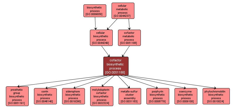 GO:0051188 - cofactor biosynthetic process (interactive image map)