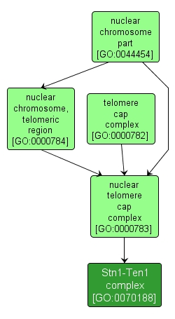 GO:0070188 - Stn1-Ten1 complex (interactive image map)