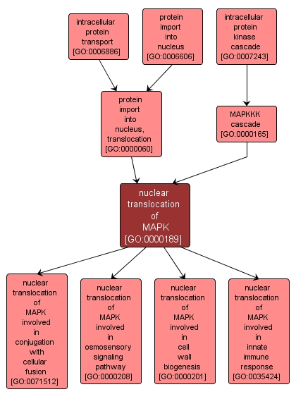 GO:0000189 - nuclear translocation of MAPK (interactive image map)