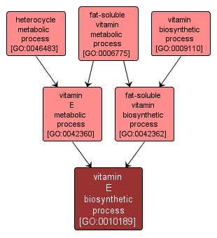 GO:0010189 - vitamin E biosynthetic process (interactive image map)