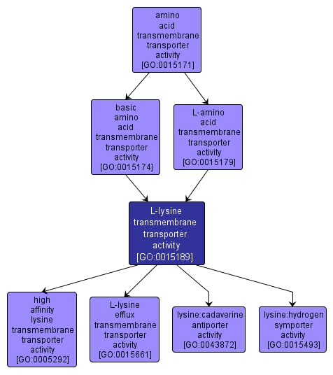 GO:0015189 - L-lysine transmembrane transporter activity (interactive image map)