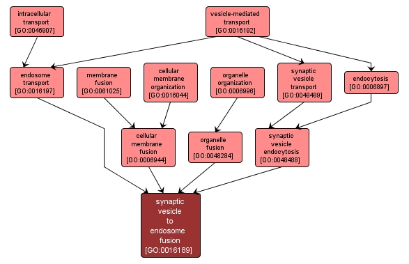 GO:0016189 - synaptic vesicle to endosome fusion (interactive image map)