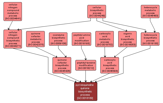 GO:0018189 - pyrroloquinoline quinone biosynthetic process (interactive image map)