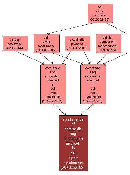 GO:0032189 - maintenance of contractile ring localization involved in cell cycle cytokinesis (interactive image map)