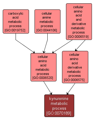 GO:0070189 - kynurenine metabolic process (interactive image map)