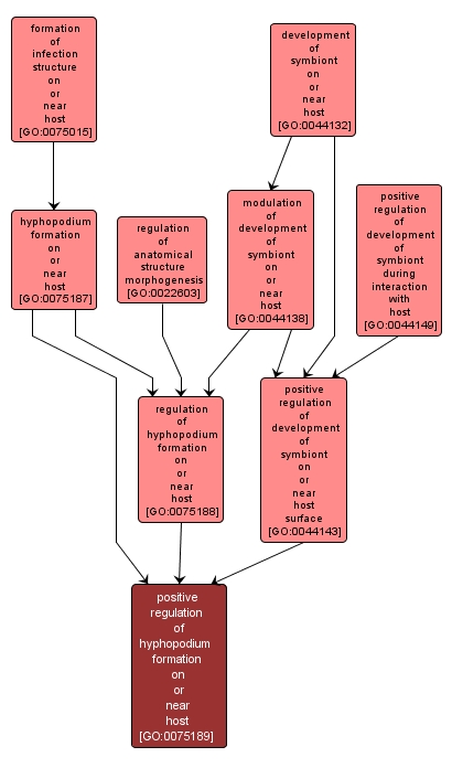 GO:0075189 - positive regulation of hyphopodium formation on or near host (interactive image map)