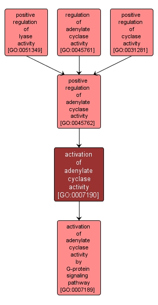 GO:0007190 - activation of adenylate cyclase activity (interactive image map)