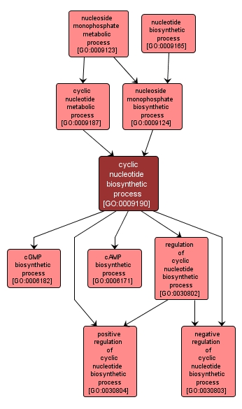 GO:0009190 - cyclic nucleotide biosynthetic process (interactive image map)