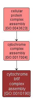 GO:0010190 - cytochrome b6f complex assembly (interactive image map)