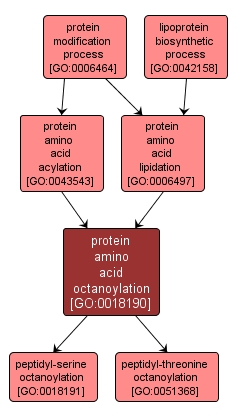 GO:0018190 - protein amino acid octanoylation (interactive image map)
