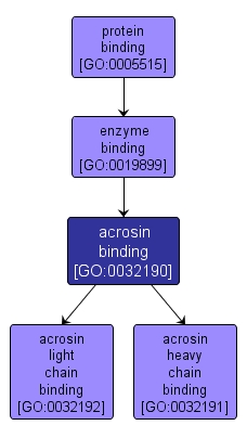 GO:0032190 - acrosin binding (interactive image map)