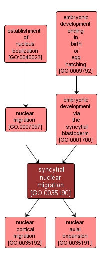 GO:0035190 - syncytial nuclear migration (interactive image map)