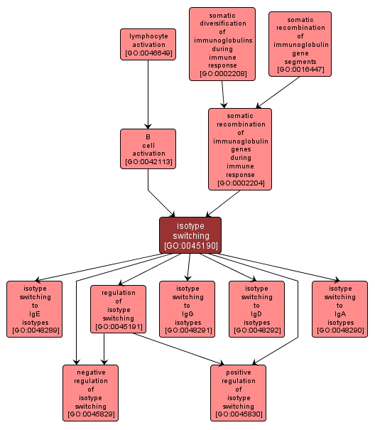 GO:0045190 - isotype switching (interactive image map)