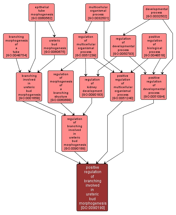 GO:0090190 - positive regulation of branching involved in ureteric bud morphogenesis (interactive image map)