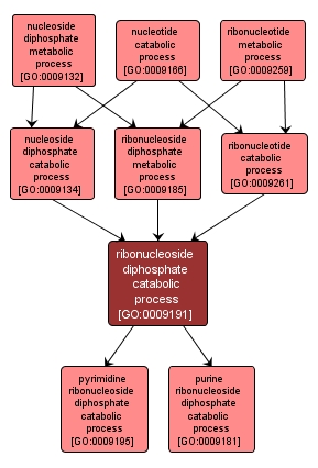 GO:0009191 - ribonucleoside diphosphate catabolic process (interactive image map)
