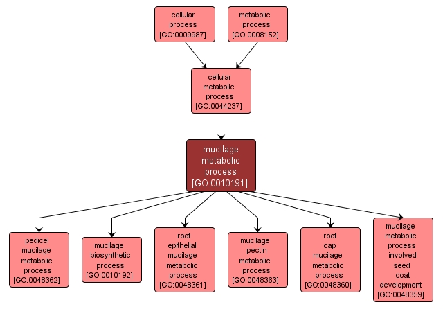 GO:0010191 - mucilage metabolic process (interactive image map)