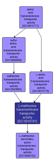 GO:0015191 - L-methionine transmembrane transporter activity (interactive image map)