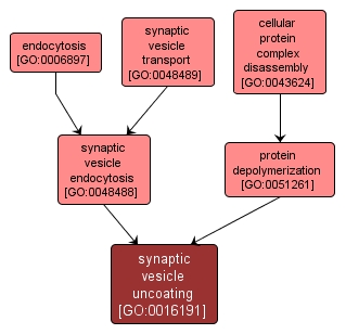 GO:0016191 - synaptic vesicle uncoating (interactive image map)