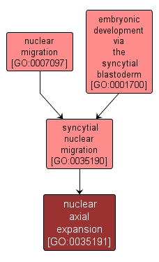 GO:0035191 - nuclear axial expansion (interactive image map)